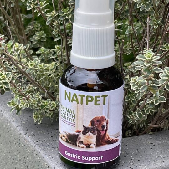 Gastric Support